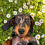 Vaïana participe au concours pour gagner de l'argent avec cette photo : dog, puppy, dachshund, flower, daisy, greenery, grass, outdoor, nature, closeup, portrait, cute, pet, animal, lying_down, relaxed, leaf, summer, garden, sunlight