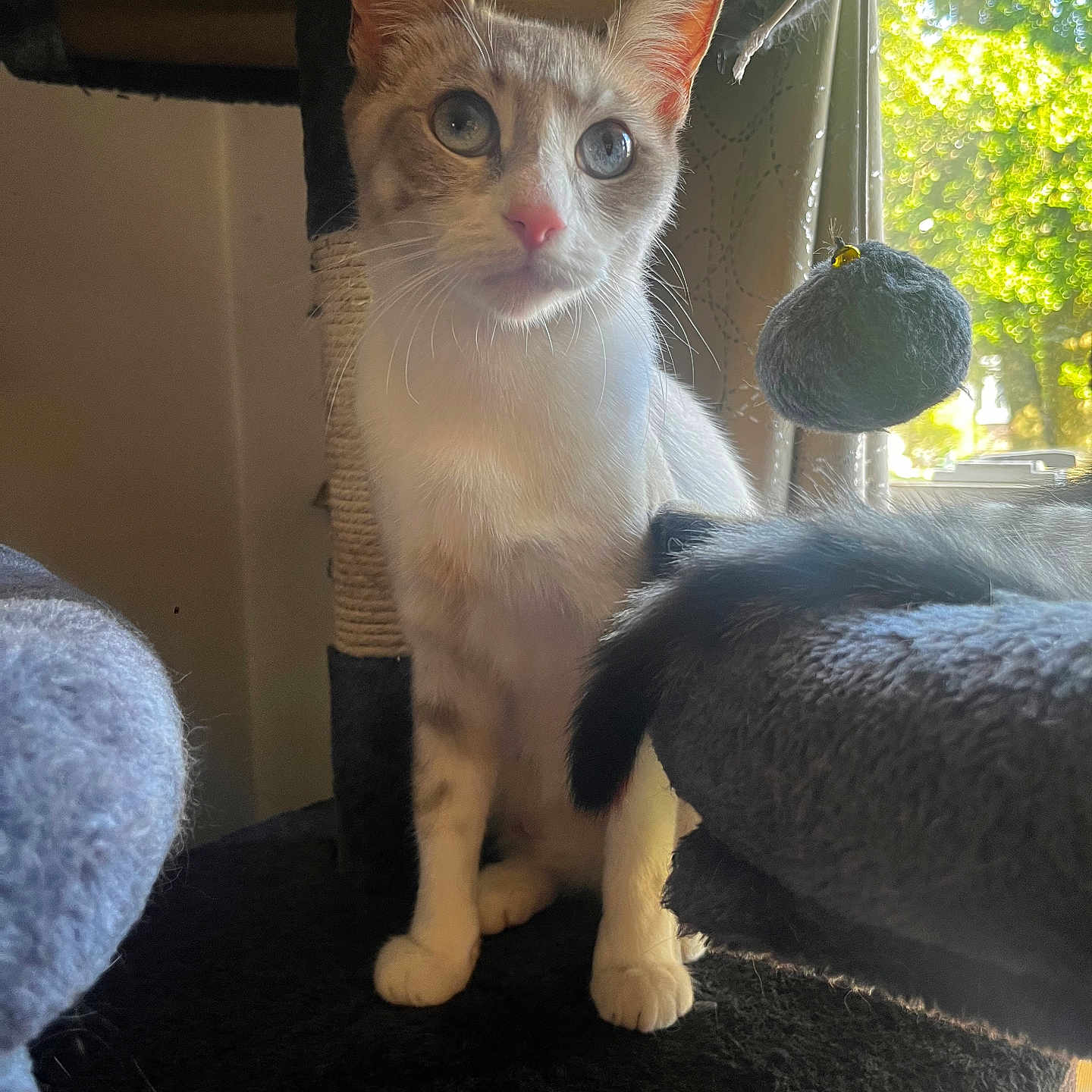 Bella joined the competition — help win amazing prizes! animal, blue_eyes, cat, cat_tree, cozy, curious, domestic_animal, ears, feline, fur, fuzzy, home, indoor, paws, pet, playful, tail, toy, whiskers, window_light
