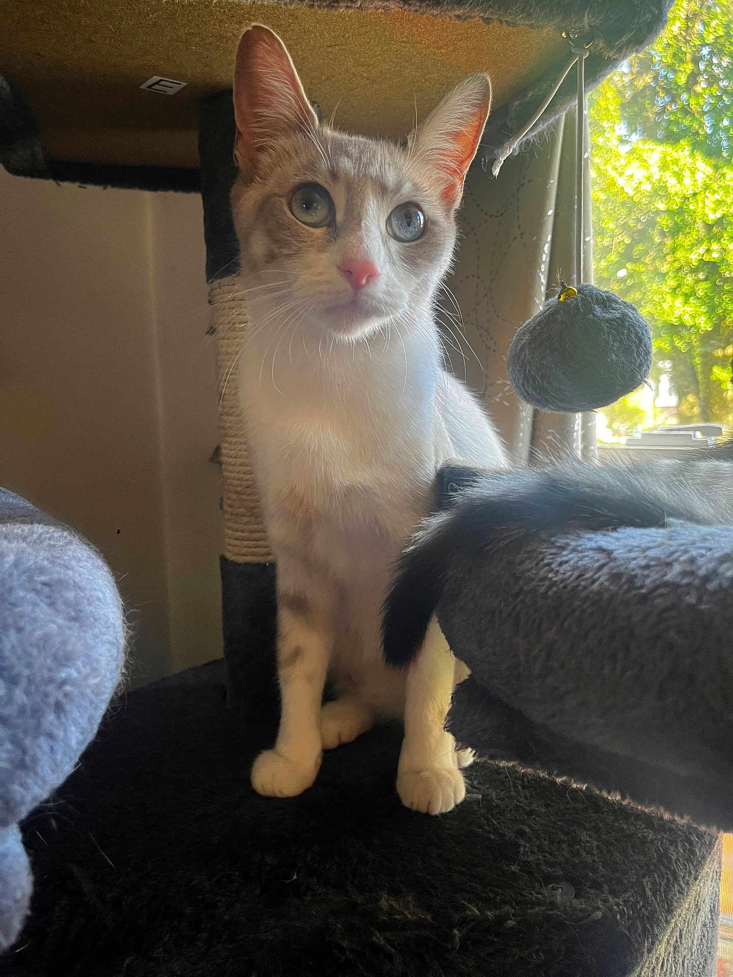 Bella joined the competition — help win amazing prizes! cat, blue_eyes, indoor, cat_tree, toy, fuzzy, window_light, curious, feline, pet, whiskers, ears, tail, paws, fur, home, cozy, playful, domestic_animal, animal