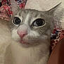 Bella is registered to the contest to win money with this photo: cat, close_up, pet, animal, curious, whiskers, pink_nose, feline, indoor, soft_texture, floral_pattern, cute, eyes, fur, mammal, portrait, domestic, relaxed, laying, face