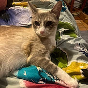 Bella is registered to the contest to win money with this photo: cat, animal, pet, feline, indoor, blanket, colorful, pattern, floral, fur, whiskers, ear, paw, resting, cozy, home, furniture, wood, curious, relaxed