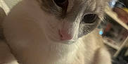 Bella is registered to the contest to win money with this photo: cat, close_up, indoor, pet, fur, whiskers, face, animal, cute, resting, blanket, pattern, cozy, domestic, eyes, soft_lighting, feline, curious, paw, relaxed
