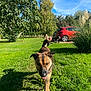 Aïko participe au concours pour gagner de l'argent avec cette photo : dog, grass, tree, car, sunlight, outdoor, nature, pet, canine, greenery, walking, playful, parked_car, daytime, blue_sky, plants, yard, animal, summer, shadow