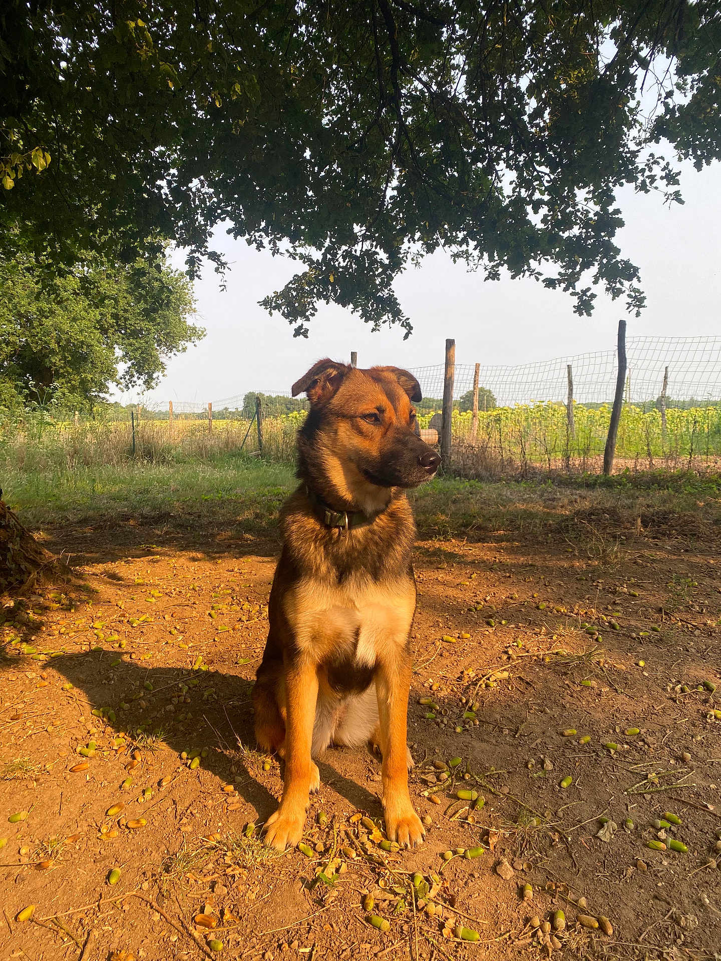 Aïko a rejoint le concours — aidez-le/la à gagner de superbes lots ! dog, canine, outdoor, nature, tree, shadow, grass, fence, field, sunlight, animal, leafy_tree, sitting, brown_fur, ears, collar, dirt, acorns, quiet, calm