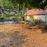 Aïko a rejoint le concours — aidez-le/la à gagner de superbes lots ! dog, leaping, yard, grass, tree, leaves, building, stone_wall, outdoor, sunlight, playful, pet, nature, summer, fence, metal_frame, shadows, dirt, animal, canine