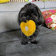 Amaya participe au concours pour gagner de l'argent avec cette photo : animal, black_fur, colorful_pillow, couch, cozy, cute, dog, furniture, grey_fabric, heart_shape, home, indoor, living_room, pet, playful, plush_toy, small_dog, stuffed_animals, toy, yellow