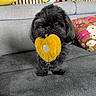 animal, black_fur, colorful_pillow, couch, cozy, cute, dog, furniture, grey_fabric, heart_shape, home, indoor, living_room, pet, playful, plush_toy, small_dog, stuffed_animals, toy, yellow