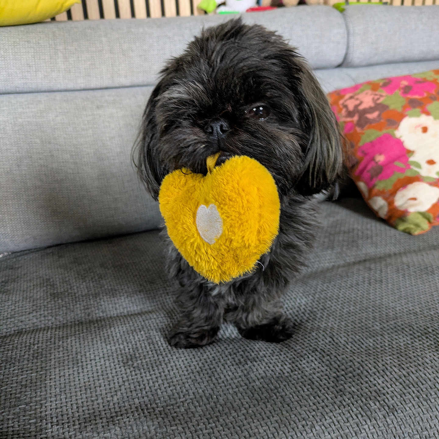 Amaya participe au concours pour gagner de l'argent avec cette photo : animal, black_fur, colorful_pillow, couch, cozy, cute, dog, furniture, grey_fabric, heart_shape, home, indoor, living_room, pet, playful, plush_toy, small_dog, stuffed_animals, toy, yellow
