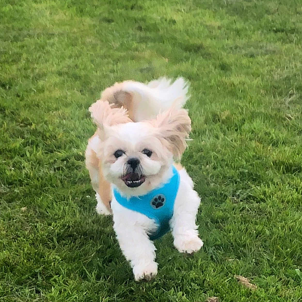 Marley Doodle joined the competition — help win amazing prizes! animal, ball, canine, dog, face, football, grass, head, lawn, nature, person, pet, photography, plant, portrait, puppy, soccer, soccerball, sport, whitedog