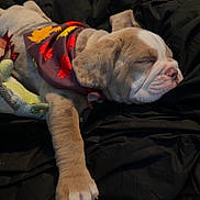 Lilo is registered to the contest to win money with this photo: puppy, dog, sleeping, bandana, autumn, leaf_pattern, blanket, bed, cozy, paw, fur, cute, pet, resting, indoor, closeup, young_dog, soft, relaxed, animal