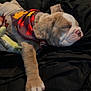 puppy, dog, sleeping, bandana, autumn, leaf_pattern, blanket, bed, cozy, paw, fur, cute, pet, resting, indoor, closeup, young_dog, soft, relaxed, animal