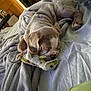 Lilo is registered to the contest to win money with this photo: puppy, dog, sleeping, blanket, bed, toy, fabric_toy, cozy, indoor, resting, fur, brown, white, soft, cute, pet, comfort, home, relaxation, animal