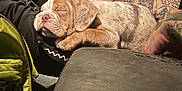 Lilo is registered to the contest to win money with this photo: puppy, dog, sleeping, tattoo, arm, clothing, bag, car_interior, seat, leather, person, resting, fur, wrinkly_face, closeup, cozy, indoor, relaxing, pet, companion