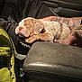 puppy, dog, sleeping, tattoo, arm, clothing, bag, car_interior, seat, leather, person, resting, fur, wrinkly_face, closeup, cozy, indoor, relaxing, pet, companion
