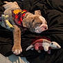 Lilo is registered to the contest to win money with this photo: puppy, dog, sleeping, bandana, blanket, bed, plush_toy, dinosaur_toy, cute, cozy, indoor, resting, animal, pet, soft, comfort, nap, fur, young_dog, relaxed