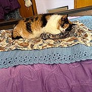 Callie is registered to the contest to win money with this photo: cat, calico, sleeping, bed, blanket, crocheted_blanket, purple_bedspread, cat_pattern, indoor, furniture, wooden_headboard, cozy, resting, pet, animal, domestic_cat, fur, cute, relaxation, home