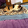 cat, calico, sleeping, bed, blanket, crocheted_blanket, purple_bedspread, cat_pattern, indoor, furniture, wooden_headboard, cozy, resting, pet, animal, domestic_cat, fur, cute, relaxation, home