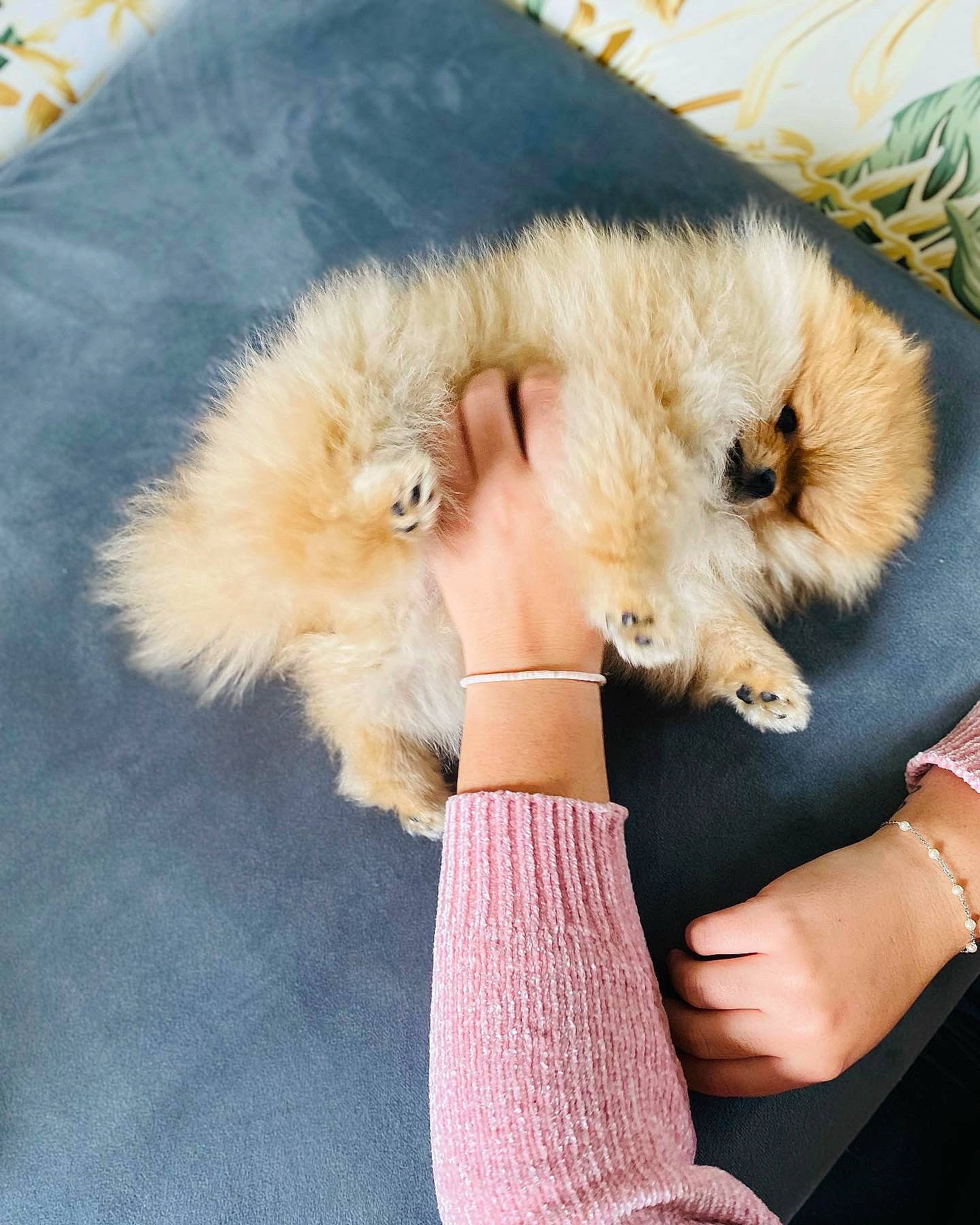 Tokyo participe au concours pour gagner de l'argent avec cette photo : canidae, carnivore, cat, claw, comfort, companion_dog, dog_breed, fashion_accessory, fawn, felidae, fur, fur_clothing, gesture, human_leg, natural_material, paw, small_to_medium_sized_cats, tail, whiskers, wrist