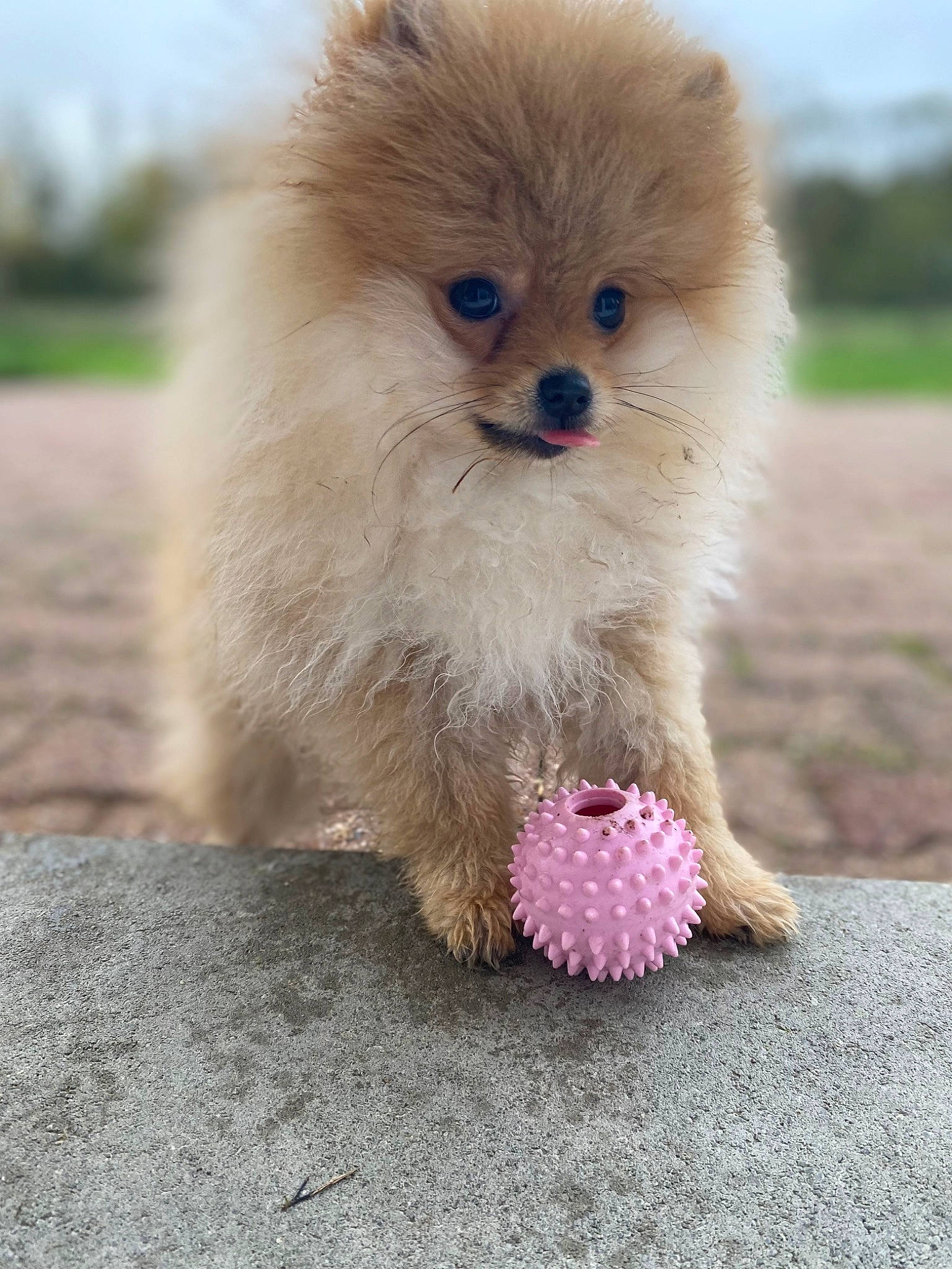 Tokyo participe au concours pour gagner de l'argent avec cette photo : ancient_dog_breeds, canidae, carnivore, companion_dog, dog, dog_breed, fawn, fur, german_spitz, german_spitz_klein, german_spitz_mittel, paw, plant, snout, spitz, sporting_group, tail, toy_dog, whiskers, working_animal