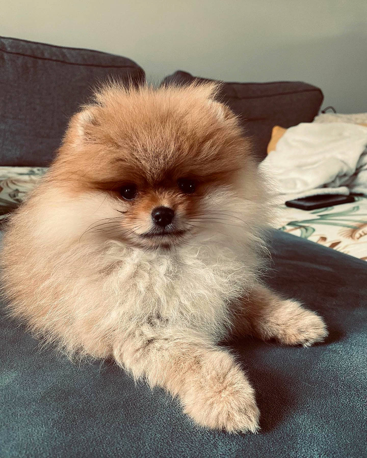 Tokyo participe au concours pour gagner de l'argent avec cette photo : canidae, carnivore, companion_dog, dog, dog_breed, fawn, fur, german_spitz, german_spitz_klein, liver, puppy, snout, spitz, sporting_group, tail, terrestrial_animal, toy_dog, whiskers, wildlife, working_animal