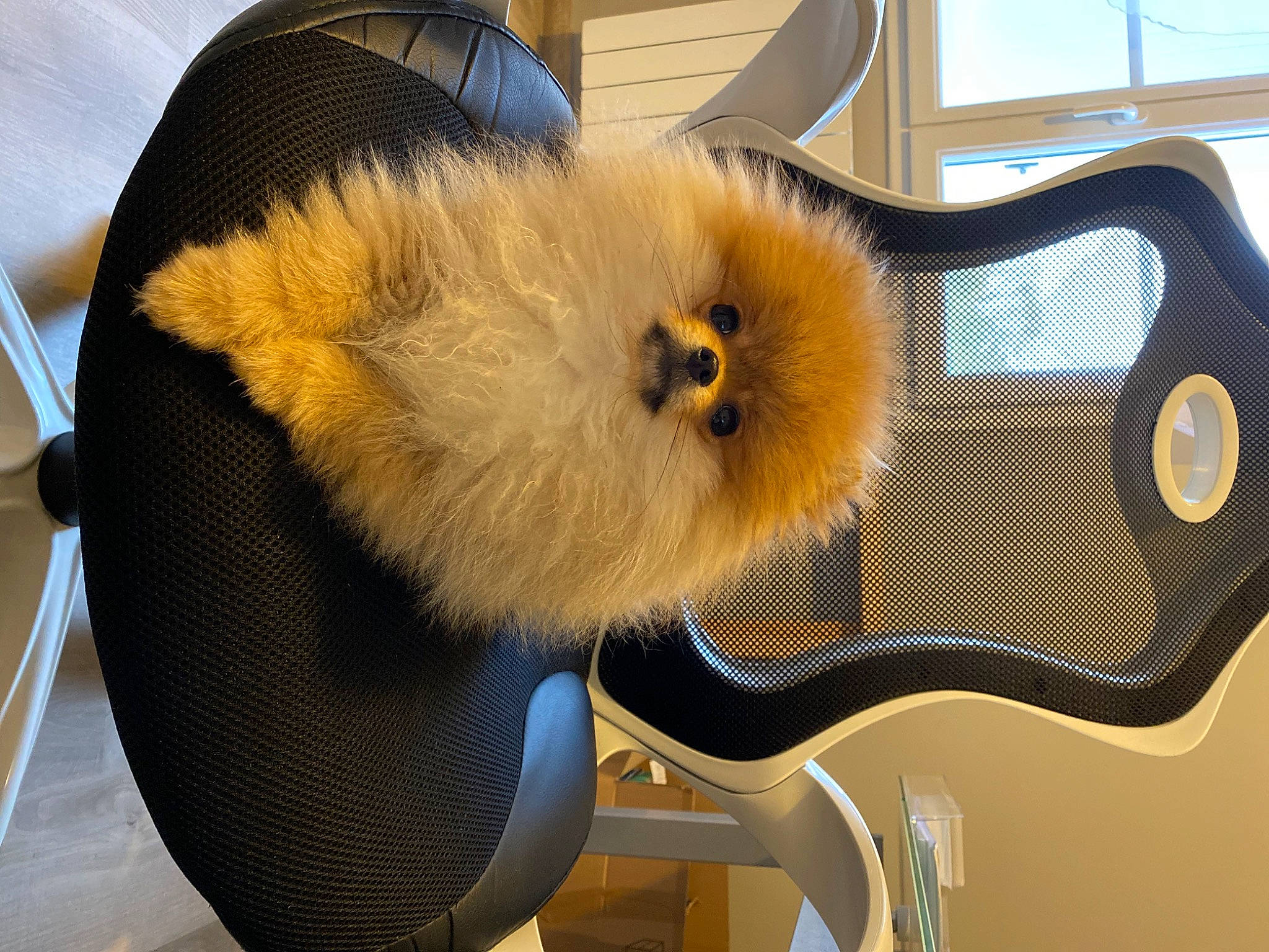 Tokyo a rejoint le concours — aidez-le/la à gagner de superbes lots ! animation, art, canidae, chair, companion_dog, event, fawn, fun, fur, musical_instrument, plush, room, stuffed_toy, toy_dog, window, wing