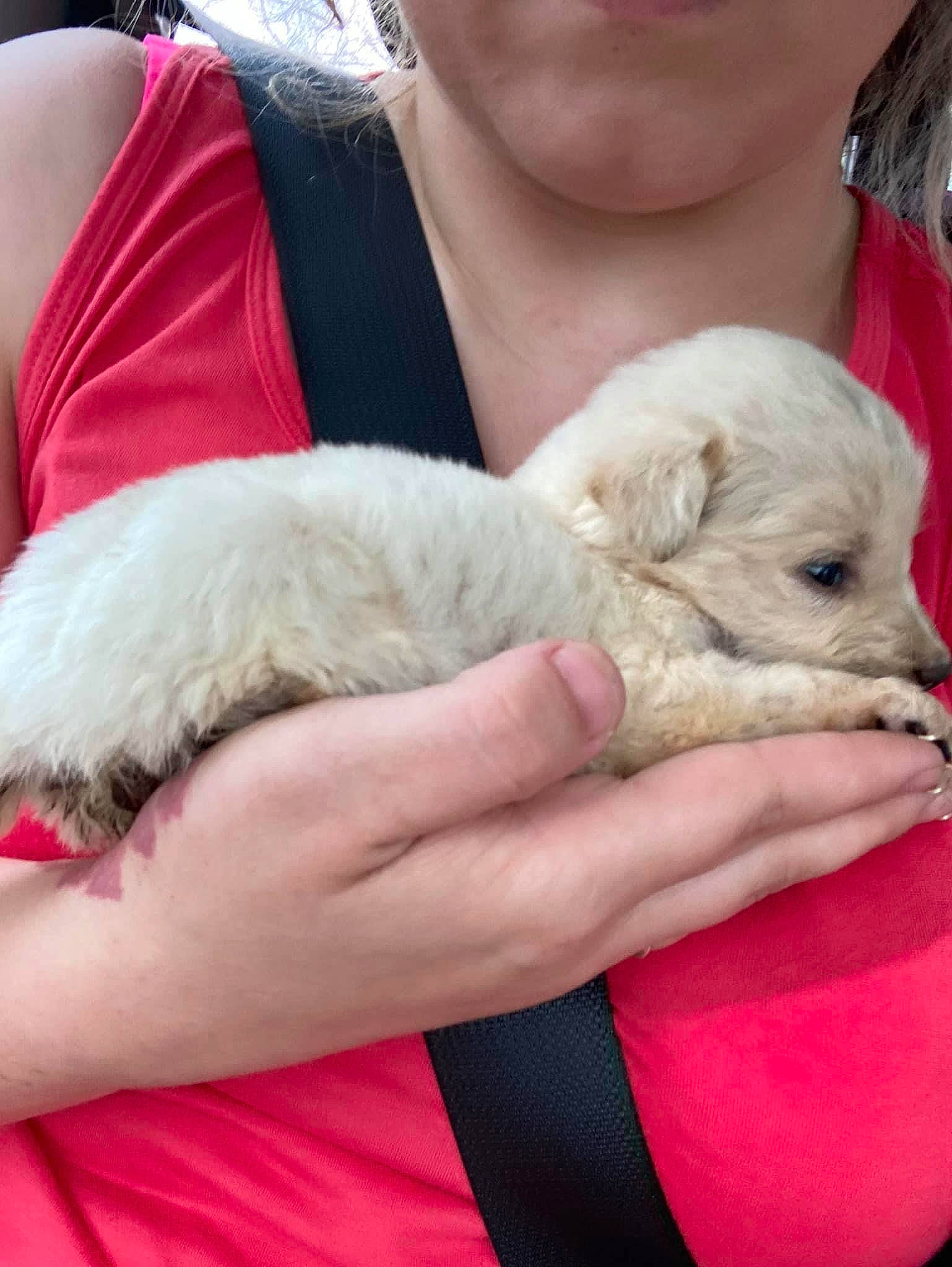 Hunni is registered to the contest to win money with this photo: canidae, carnivore, comfort, companion_dog, dog, dog_breed, ear, fawn, felidae, finger, fur, hand, lap, nail, paw, puppy, puppy_love, sitting, sporting_group, toy_dog