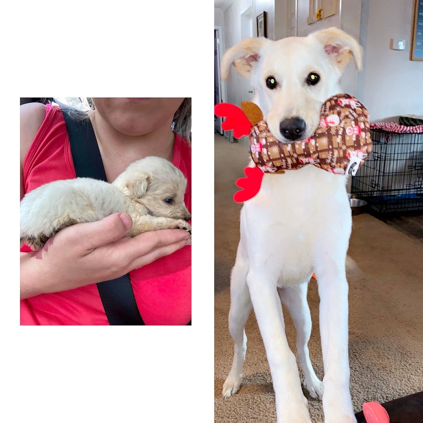 Hunni joined the competition — help win amazing prizes! canidae, carnivore, chair, collar, companion_dog, dog, dog_breed, dog_collar, dog_supply, fawn, fur, mammal, pet_supply, pink, sleeve, snout, sporting_group, toy_dog, vertebrate, working_animal