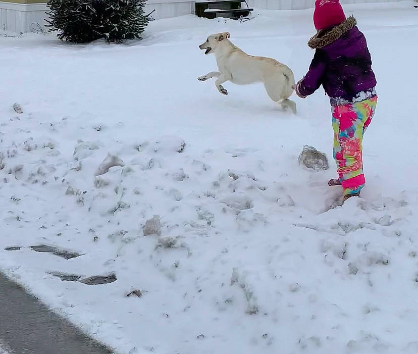 Hunni joined the competition — help win amazing prizes! carnivore, companion_dog, dog, dog_breed, event, freezing, fun, fur, geological_phenomenon, plant, play, playing_in_the_snow, precipitation, recreation, slope, snow, toddler, tree, winter, yard