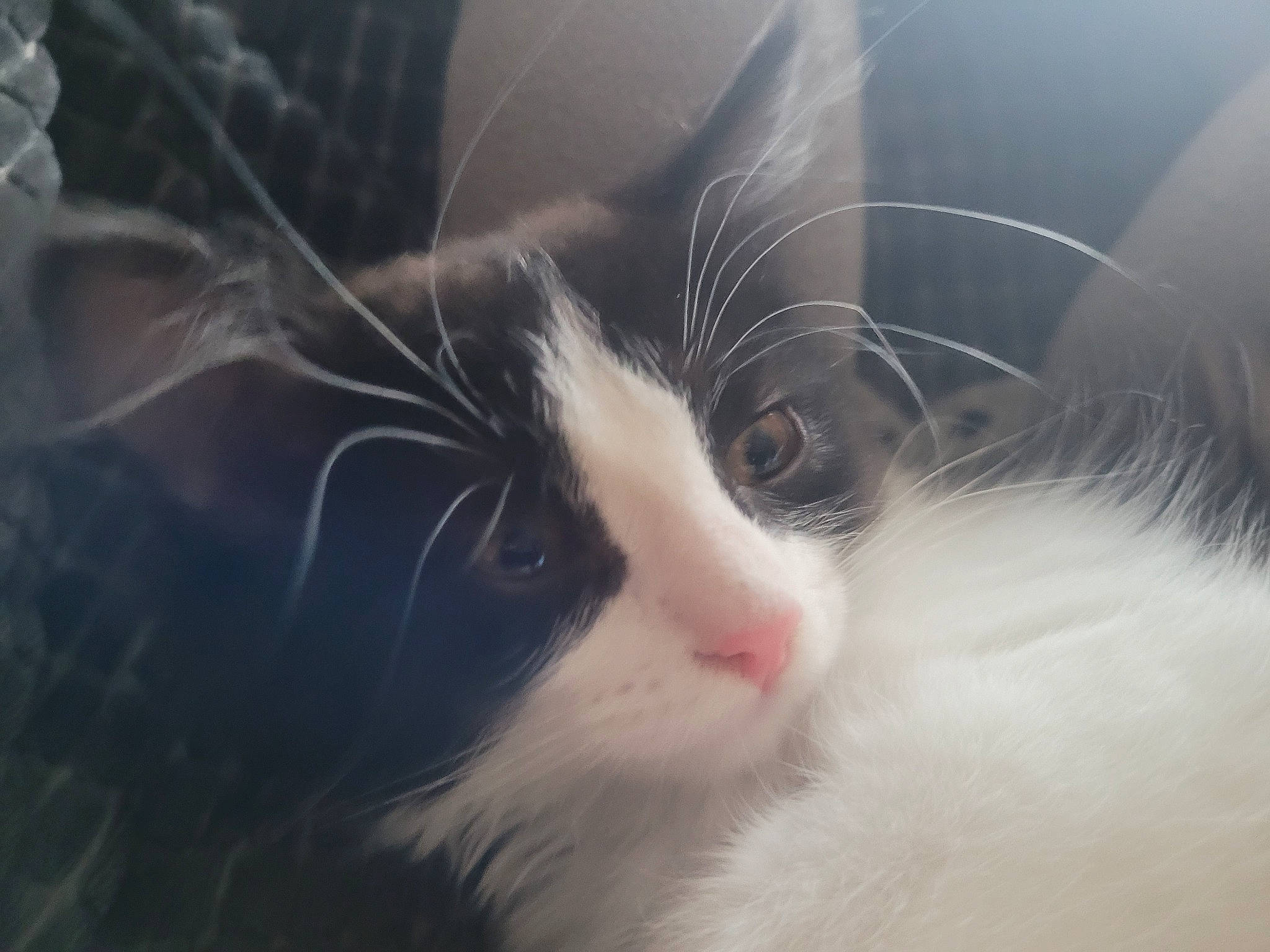 Maggie a rejoint le concours — aidez-le/la à gagner de superbes lots ! carnivore, cat, close_up, domestic_short_haired_cat, eyelash, felidae, fur, leg, paw, sky, small_to_medium_sized_cats, snout, tail, whiskers