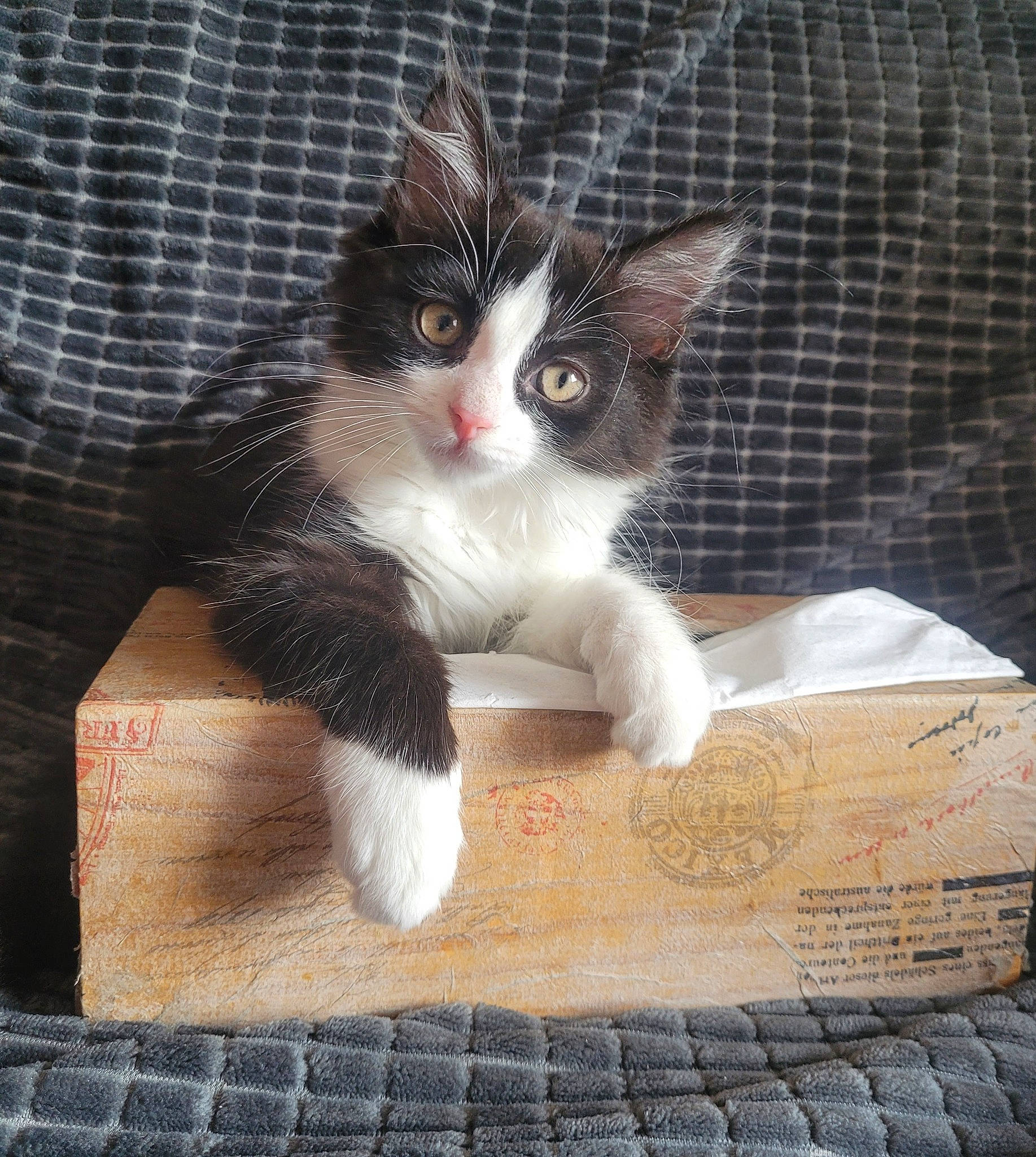 Maggie participe au concours pour gagner de l'argent avec cette photo : animal_shelter, box, cardboard, carnivore, cat, claw, comfort, domestic_short_haired_cat, felidae, fur, grey, packaging_and_labeling, paw, pet_supply, rectangle, small_to_medium_sized_cats, snout, tail, whiskers, wood
