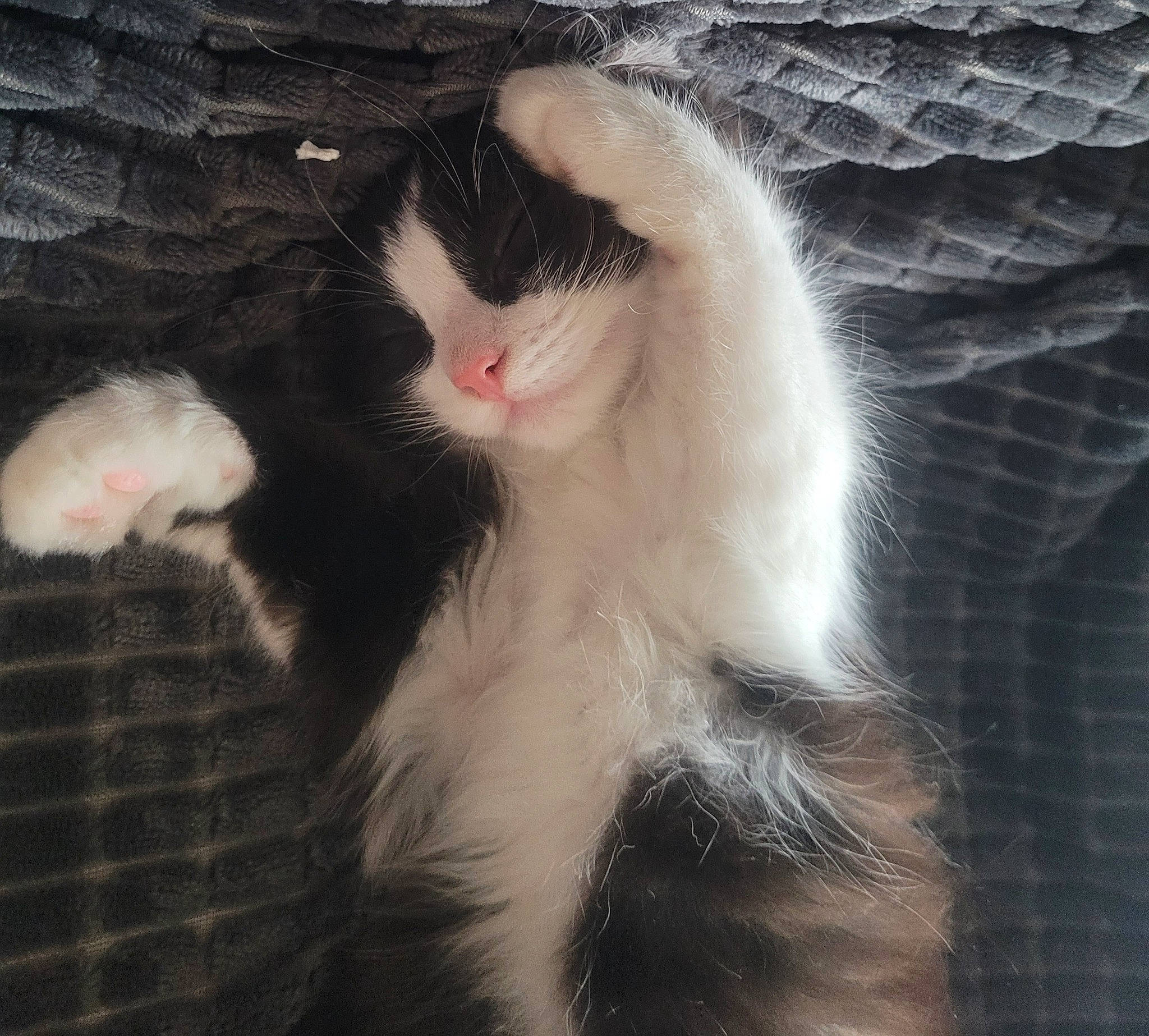 Maggie participe au concours pour gagner de l'argent avec cette photo : carnivore, cat, claw, domestic_short_haired_cat, felidae, foot, fur, mesh, paw, plant, sky, small_to_medium_sized_cats, snout, tail, terrestrial_animal, whiskers, window