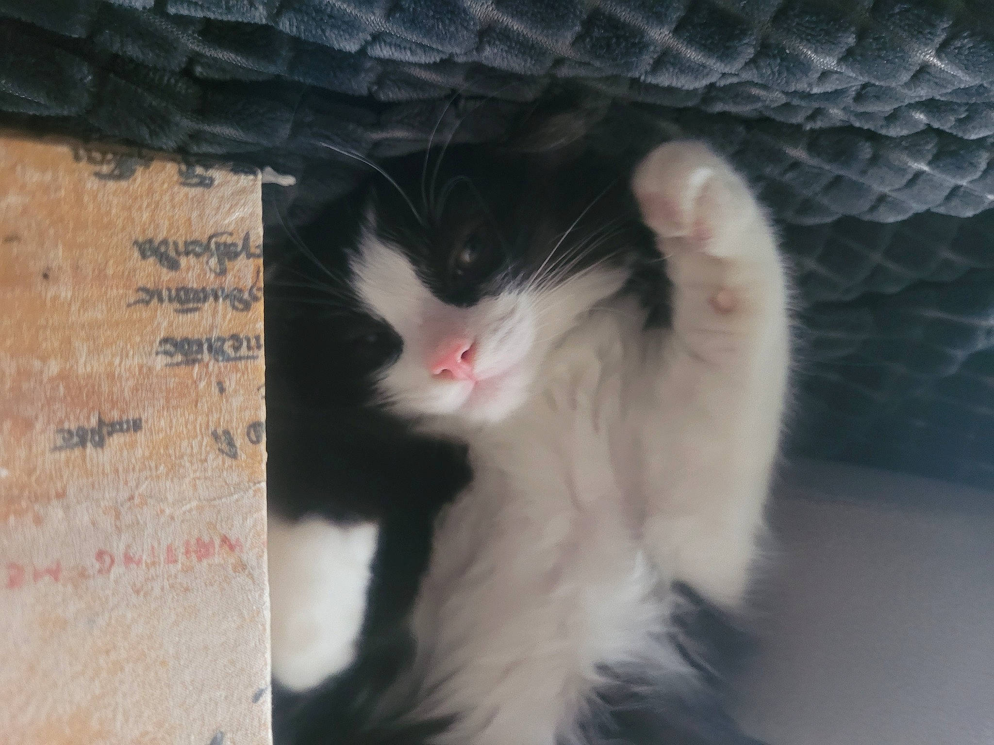 Maggie a rejoint le concours — aidez-le/la à gagner de superbes lots ! carnivore, cat, domestic_short_haired_cat, felidae, fur, paw, photo_caption, small_to_medium_sized_cats, snout, tail, whiskers, window