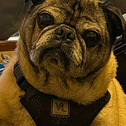 Max is registered to the contest to win money with this photo: dog, pug, pet, close_up, animal, canine, fur, wrinkles, harness, brown, cute, indoor, portrait, face, ears, expression, looking, eyes, muzzle, adorable