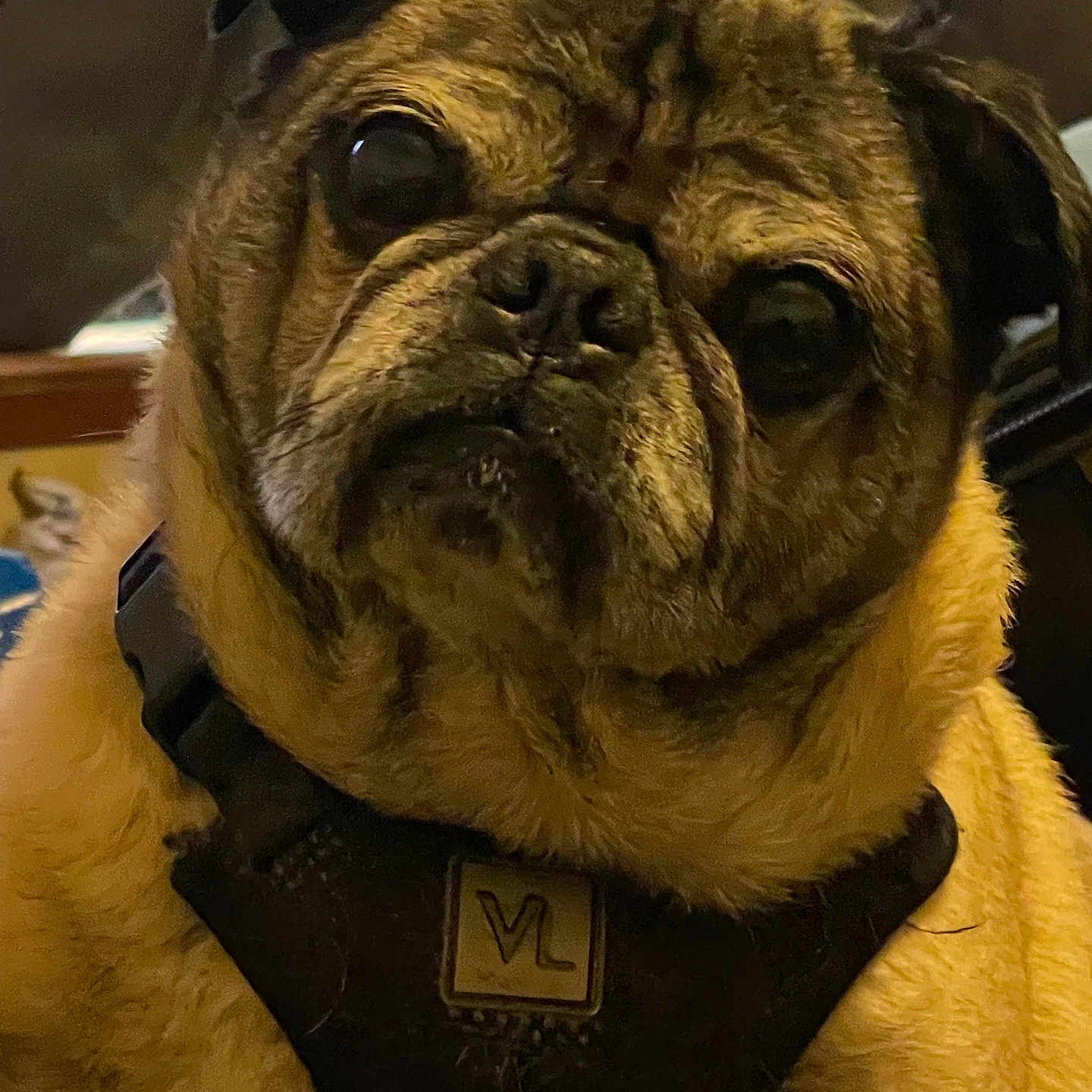 Max is registered to the contest to win money with this photo: adorable, animal, brown, canine, close_up, cute, dog, ears, expression, eyes, face, fur, harness, indoor, looking, muzzle, pet, portrait, pug, wrinkles