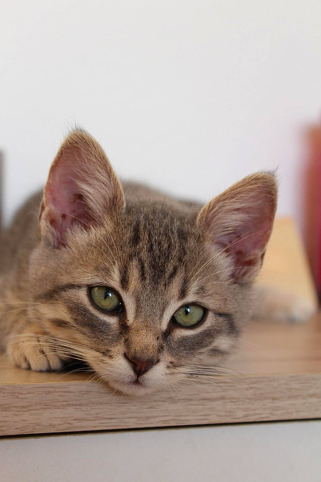 Ponyo participe au concours pour gagner de l'argent avec cette photo : carnivore, cat, curious, domestic_short_haired_cat, felidae, fur, paw, rectangle, small_to_medium_sized_cats, snout, whiskers, window, wood