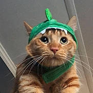 Winky joined the competition — help win amazing prizes! animal, cat, closeup, costume, cute, domestic_cat, ears, expression, feline, funny, fur, green_hat, hand, holding, indoor, mammal, orange_tabby, pet, portrait, whiskers