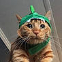 animal, cat, closeup, costume, cute, domestic_cat, ears, expression, feline, funny, fur, green_hat, hand, holding, indoor, mammal, orange_tabby, pet, portrait, whiskers