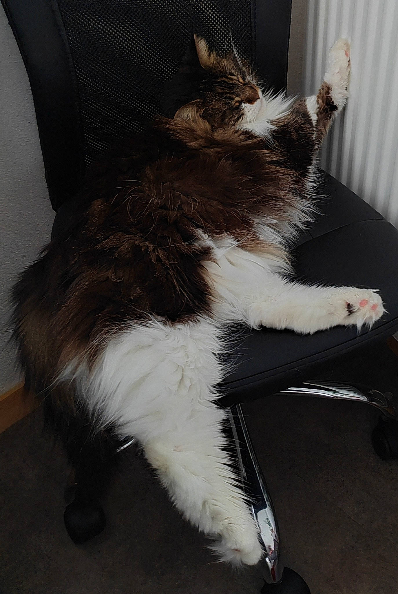 Minette a rejoint le concours — aidez-le/la à gagner de superbes lots ! carnivore, cat, claw, comfort, curtain, domestic_short_haired_cat, felidae, flooring, foot, formal_wear, fur, human_leg, lap, paw, sitting, small_to_medium_sized_cats, tail, terrestrial_animal, whiskers