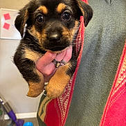 Espurr joined the competition — help win amazing prizes! animal, black, brown, close_up, cute, dog, floor, fur, hand, holding, indoor, mop, person, pet, pet_bowl, portrait, puppy, sweater, vest, young