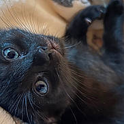 Luna is registered to the contest to win money with this photo: black_kitten, cat, close_up, whiskers, eyes, soft_blanket, lying_down, pet, feline, cute, adorable, fur, animal, indoor, resting, young_cat, portrait, cozy, sleepy, curious