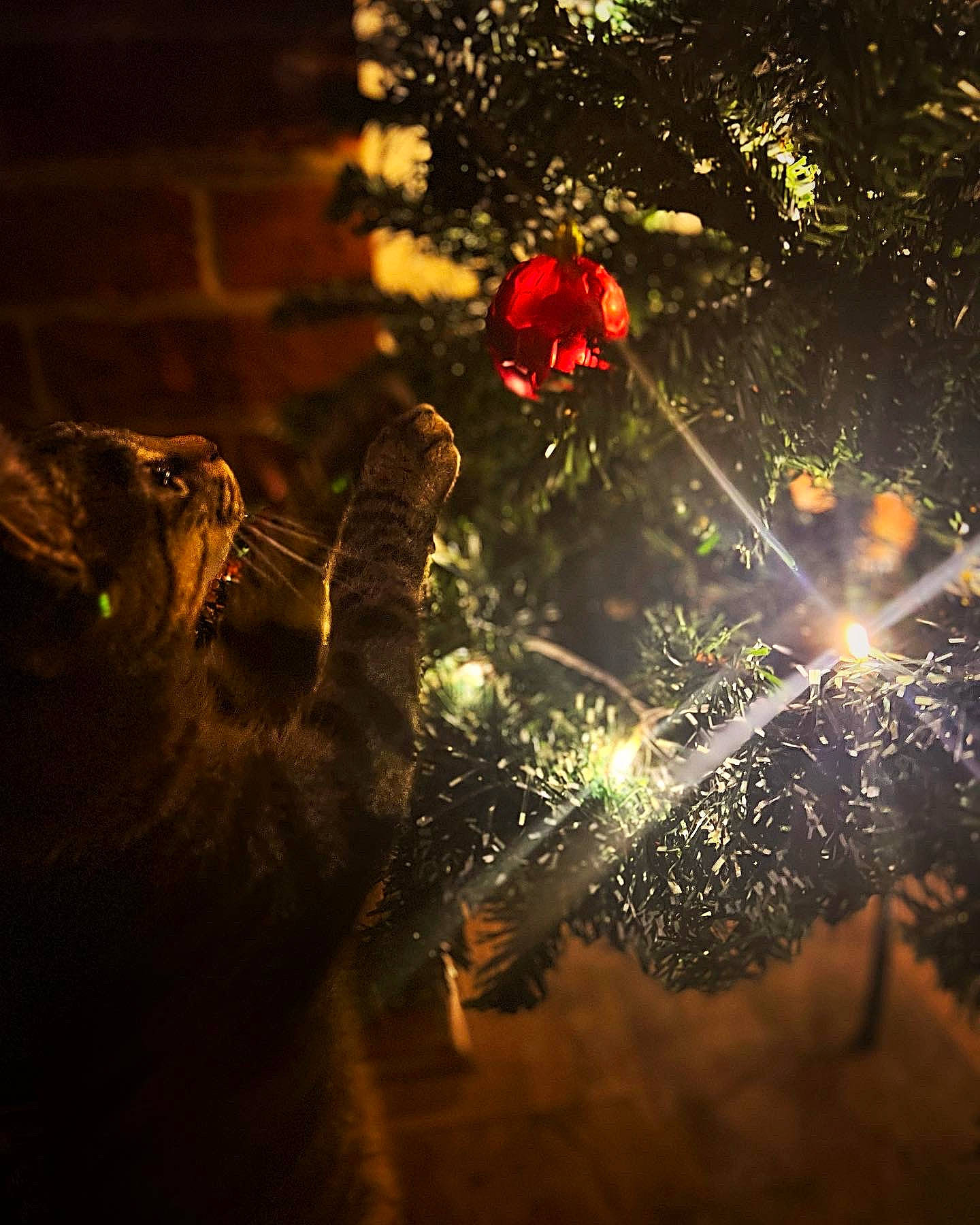 Loki is registered to the contest to win money with this photo: automotive_lighting, backlighting, branch, darkness, entertainment, event, flash_photography, heat, holiday, lens_flare, midnight, new_year, night, plant, recreation, reflection, sky, tints_and_shades, tree, water