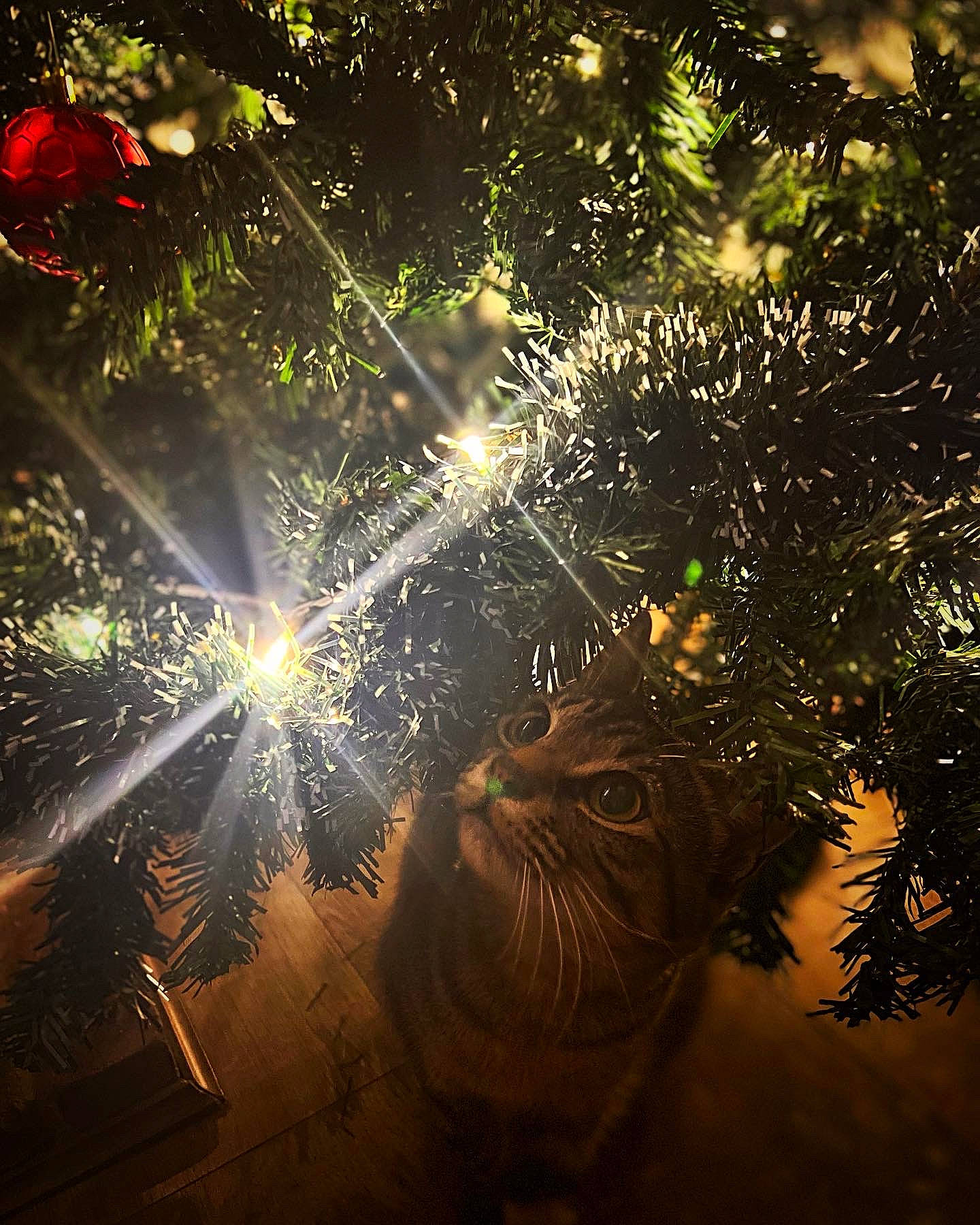 Loki joined the competition — help win amazing prizes! art, astronomical_object, backlighting, branch, christmas_ornament, circle, darkness, electric_blue, event, evergreen, graphics, grass, holiday, lens_flare, midnight, new_year, space, terrestrial_animal, twig, whiskers