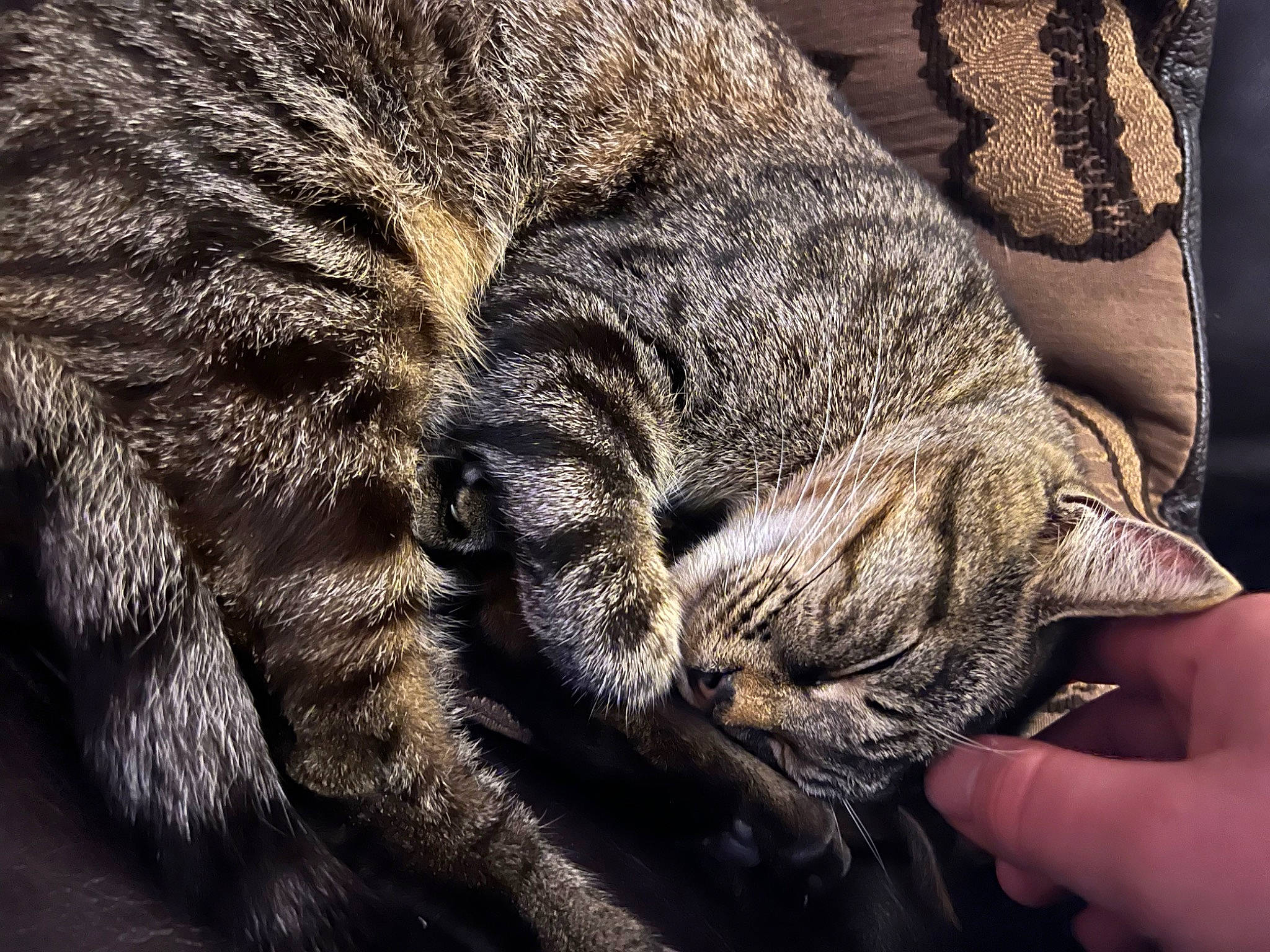 Loki is registered to the contest to win money with this photo: carnivore, cat, claw, comfort, domestic_short_haired_cat, eye, fawn, felidae, fur, hand, nail, nap, paw, small_to_medium_sized_cats, snout, tail, terrestrial_animal, whiskers, wildlife, wrinkle