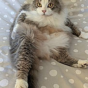Cocotte participe au concours pour gagner de l'argent avec cette photo : cat, fluffy, gray, white, pet, animal, bedspread, polka_dot, relaxed, cute, indoor, feline, lying_down, paw, tail, looking_at_camera, whiskers, ears, fur, domestic_animal