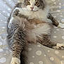 cat, fluffy, gray, white, pet, animal, bedspread, polka_dot, relaxed, cute, indoor, feline, lying_down, paw, tail, looking_at_camera, whiskers, ears, fur, domestic_animal