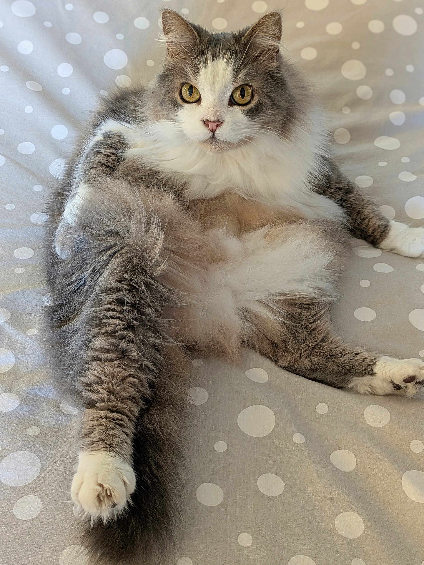 Cocotte