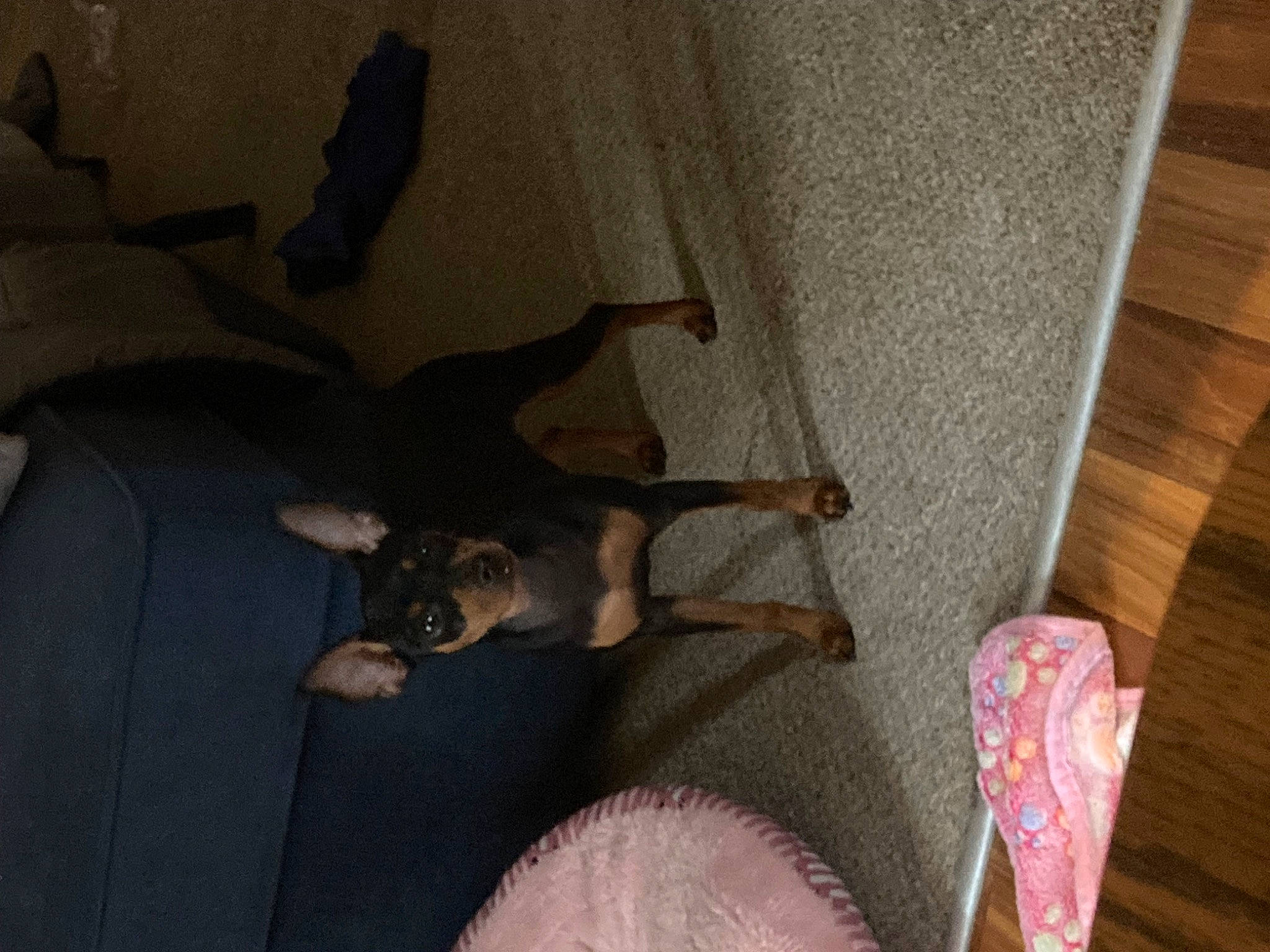 Peanut joined the competition — help win amazing prizes! brown, canidae, carnivore, comfort, companion_dog, dog, dog_breed, fawn, felidae, floor, flooring, hardwood, liver, paw, room, small_to_medium_sized_cats, sporting_group, tail, wood, working_animal