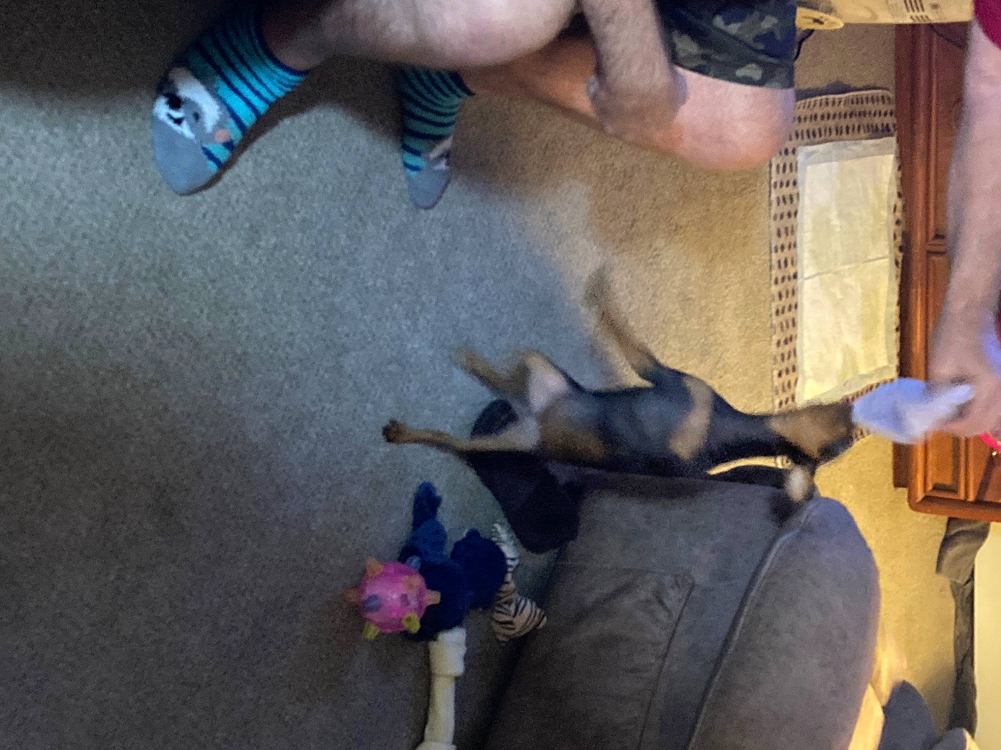 Peanut is registered to the contest to win money with this photo: art, calf, denim, dog, electric_blue, fawn, felidae, flooring, foot, fur, human_leg, knee, nail, small_to_medium_sized_cats, sock, tail, thigh, wood, working_animal, wrist