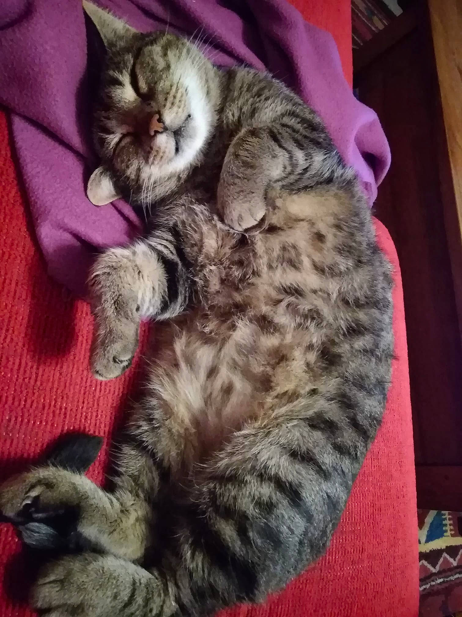 Beben participe au concours pour gagner de l'argent avec cette photo : american_bobtail, american_shorthair, asian, california_spangled, carnivore, cat, domestic_short_haired_cat, dragon_li, egyptian_mau, european_shorthair, felidae, fur, kitten, mammal, nap, pixie_bob, small_to_medium_sized_cats, tabby_cat, vertebrate, whiskers