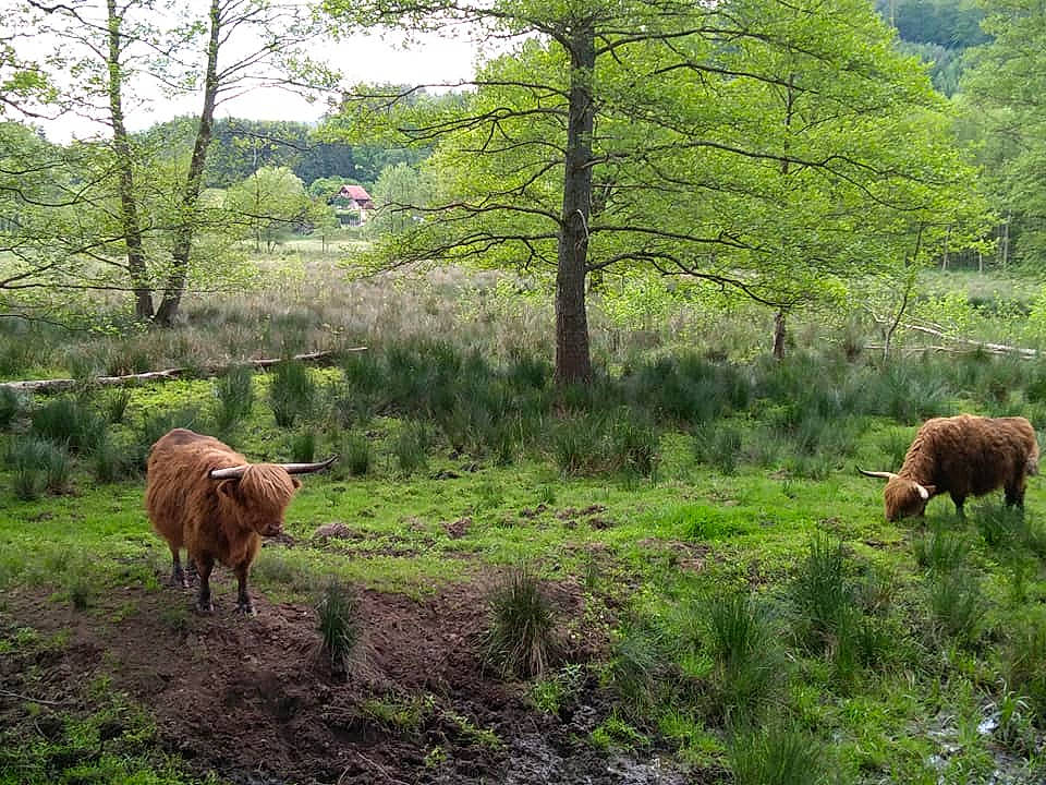 Popi participe au concours pour gagner de l'argent avec cette photo : bovine, forest, grass, grassland, grazing, herd, highland, landscape, livestock, meadow, national_park, natural_landscape, nature_reserve, pasture, plant, rural_area, terrestrial_animal, tree, wildlife, woodland